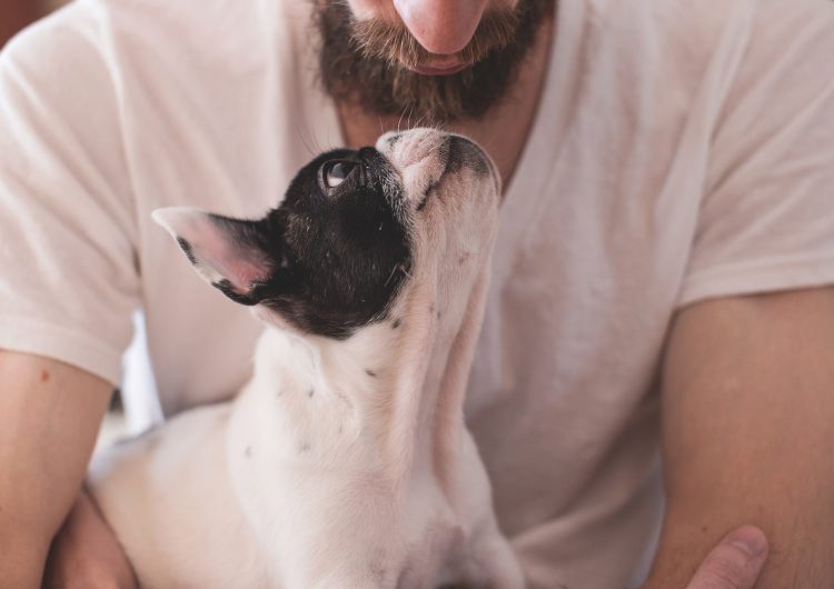 Animais em apartamentos: como funciona a lei e cuidados necessários
